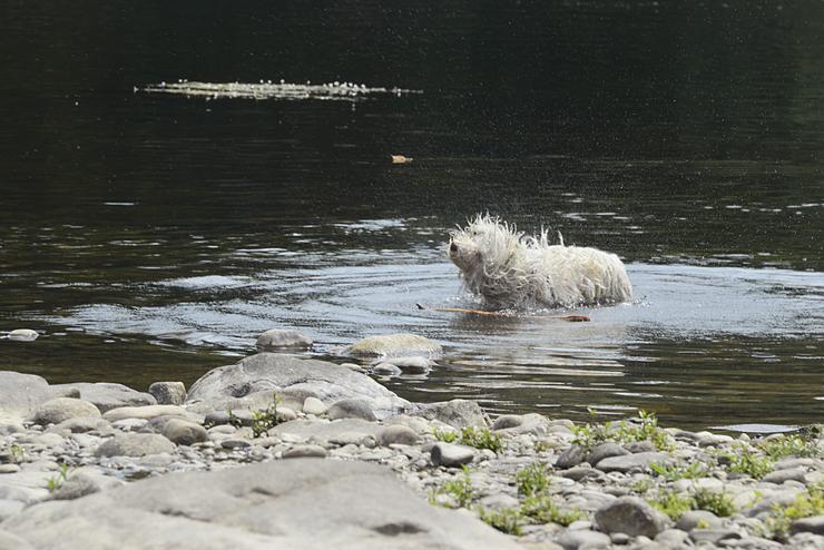 Un can refréscase na auga durante un día da segunda onda de calor de verán en España, a 14 de xullo de 2022, en Ourense / Rosa Veiga