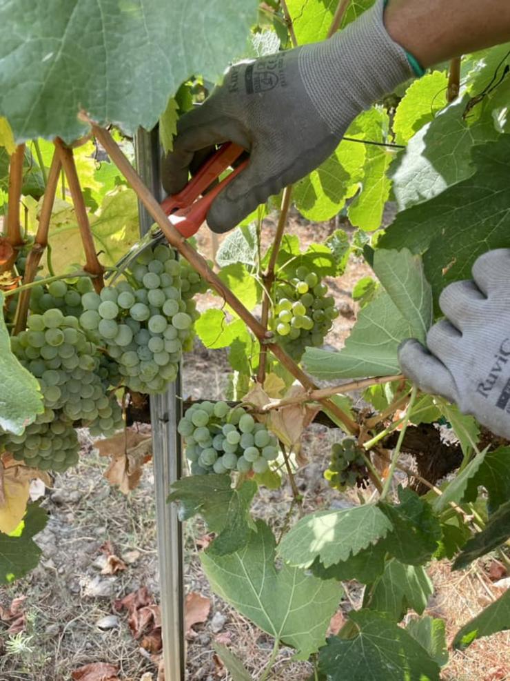 Traballos de vendima. Foto: Consello Regulador D.O. Valdeorras.