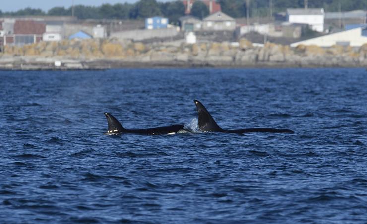 Orcas ría de Arousa / PABLO COVELO - CEMMA / Europa Press