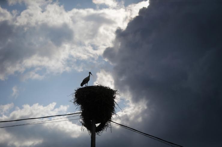 Unha cegoña branca pousada no seu niño, nun poste, na comarca de Sarria / Carlos Castro - Europa Press