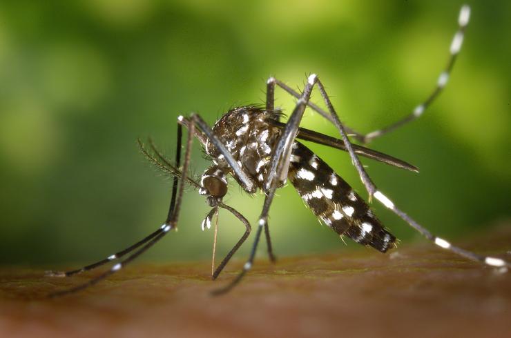 Un mosquito / XUNTA DE ANDALUCÍA