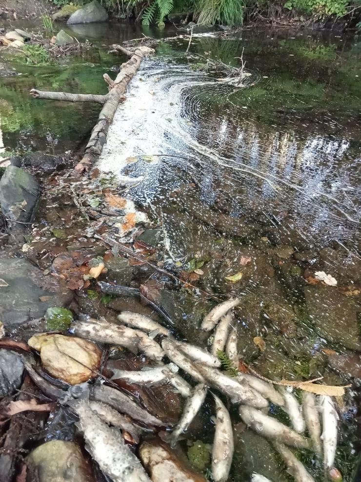 Troitas mortas no río Pomeda / ADEGA