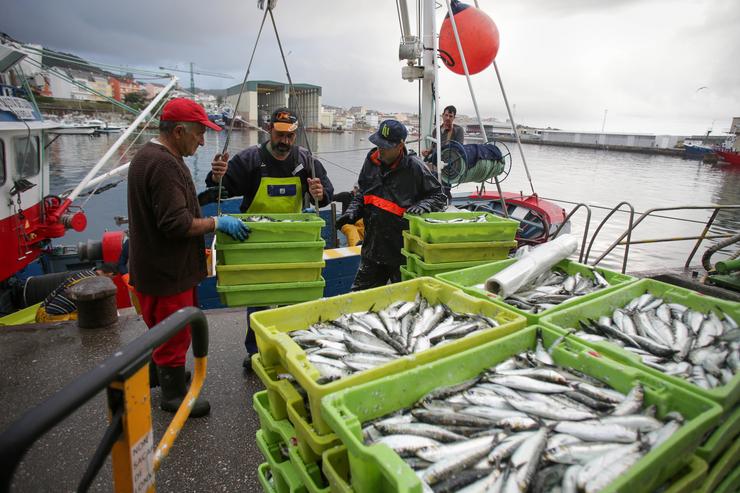 Caixas de peixe a súa chegada ao Porto de Burela 
