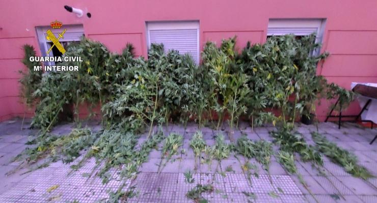 Plantas de marihuana incautadas / GARDA CIVIL