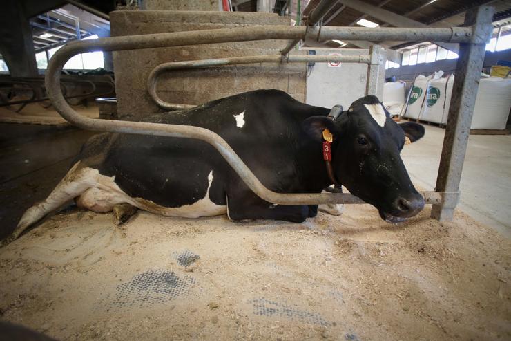 Unha vaca dunha gandaría de lácteo en Sabadelle/ Carlos Castro