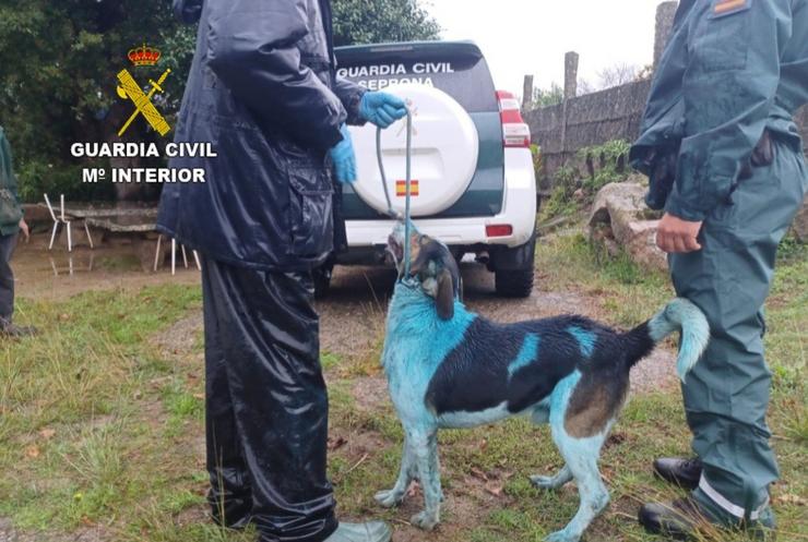 Un dos cans atopados en Marín / GARDA CIVIL