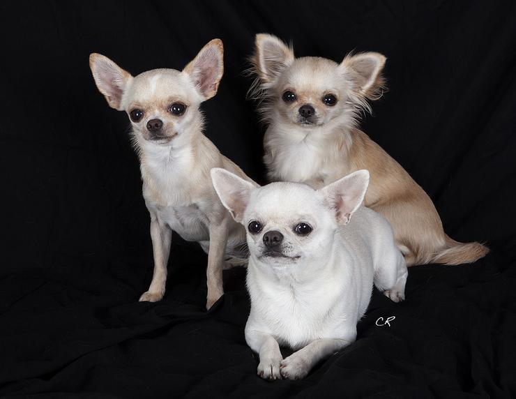 Can da raza chihuahua / Wikipedia