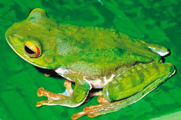 Boophis - praedictus / CSIC