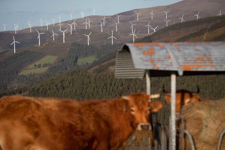 Varias vacas no parque eólico de Vilachá  Carlos Castro - Europa Press - Arquivo