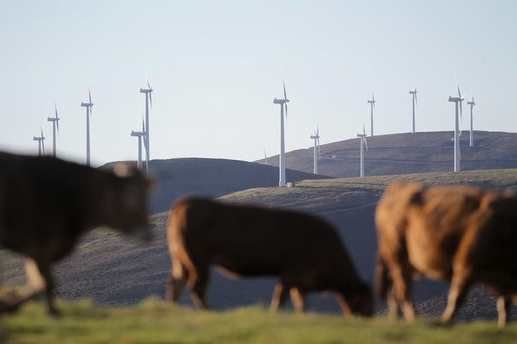Varias vacas camiñan fronte a aeroxeradores no Parque eólico de Montouto, da Serra do Xistral/ Carlos Castro - Europa Press 