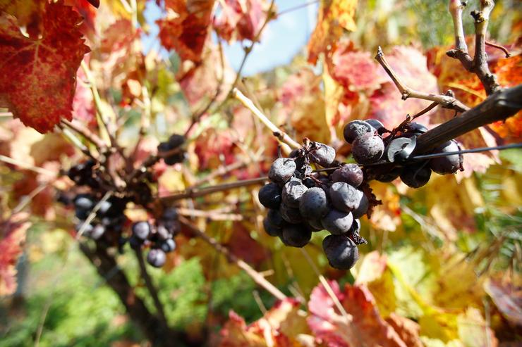 Acio de uvas nunha vide, a 1 de novembro de 2024, en Sober. A falta de man de obra para facer a recolección das mazás e as uvas na provincia de Lugo provocou que máis de 600.000 quilos de froita queden sen recoller.. Carlos Castro - Europa Press / Europa Press
