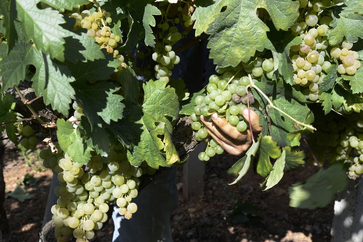 Arquivo - Vendima e carga de uvas en colector nunha das viñas que abastecen á adega Pazo do Mar en Feá 