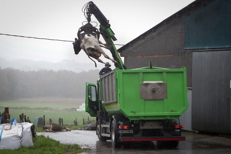 Arquivo - Un camión levanta a unha vaca morta para depositala nun colector, nunha gandaría de lácteo na parroquia de Piñeiro, a 14 de novembro de 2023, en Xermade, Lugo, Galicia (España). Son 18 comarcas veterinarias as afectadas por algún bro. Carlos Castro - Europa Press - Arquivo / Europa Press