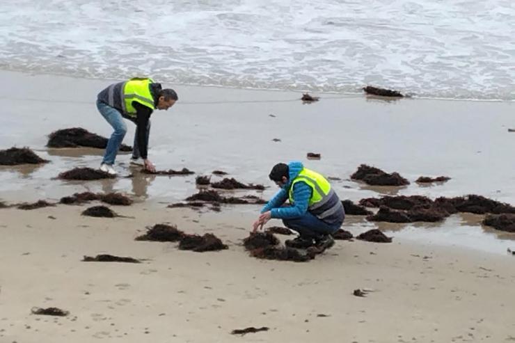Axentes do Servizo de Vixilancia Ambiental da Consellería de Medio Ambiente do Goberno de Cantabria inspecionando a chegada de pélets a unha praia / GOBERNO DE CANTABRIA