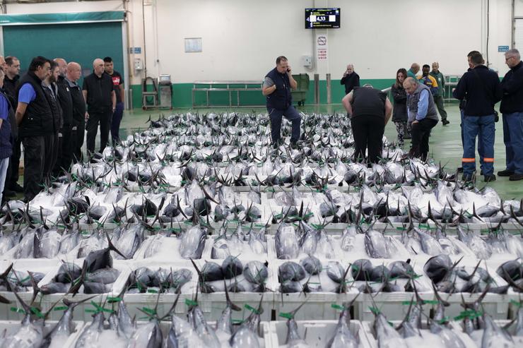 Arquivo - Almacenistas observan o bonito colocado na lonxa tras a súa recollida do mar, a 12 de agosto de 2022, na lonxa de Burela, Lugo, Galicia (España). A mediados do pasado xuño comezaron as descargas de bonito no porto de Burela e agora a. Carlos Castro - Europa Press - Arquivo