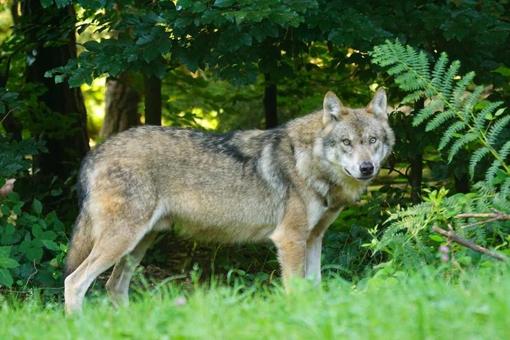 Un lobo.. GOBERNO DE CANTABRIA