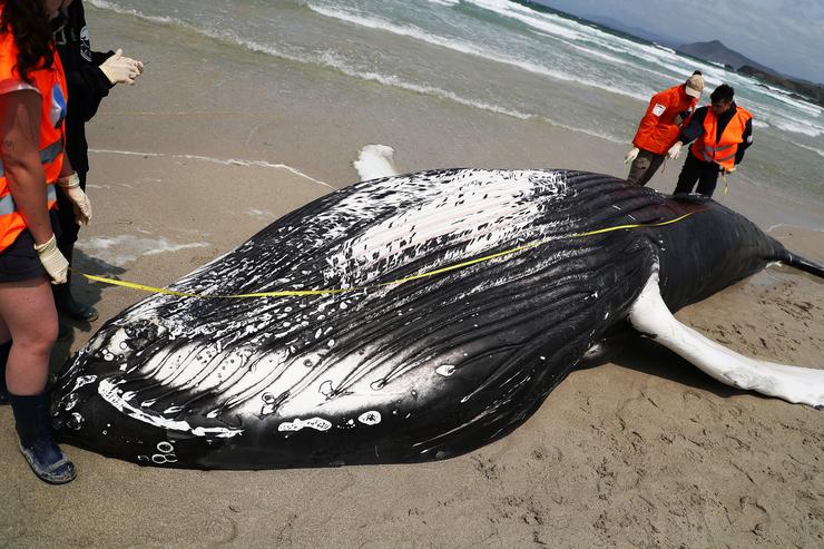 Voluntarios de Protección Civil de Ferrol e da Coordinadora para o Estudo dos Mamíferos Mariños (CEMMA) examinan un exemplar de balea amolada que quedou varada na praia de Marmadeiro, a 27 de xuño de 2023, en Ferrol / Raúl Lomba - Arquivo