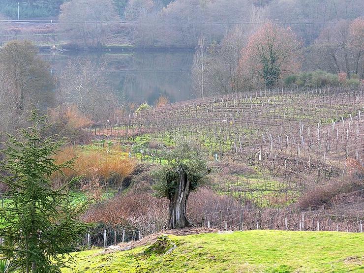 Viñas, a agricultura é un factor xeográfico para a ordenación do territorio