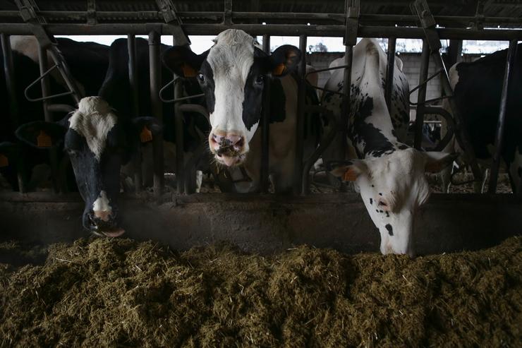 Varias vacas nunha gandaría de lácteo na parroquia de Piñeiro, a 14 de novembro de 2023, en Xermade / Carlos Castro - Arquivo