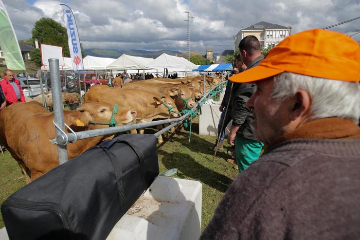 Arquivo - Un gandeiro observa vacas durante a terceira edición da Feira en Defensa do Gando de Montaña. 