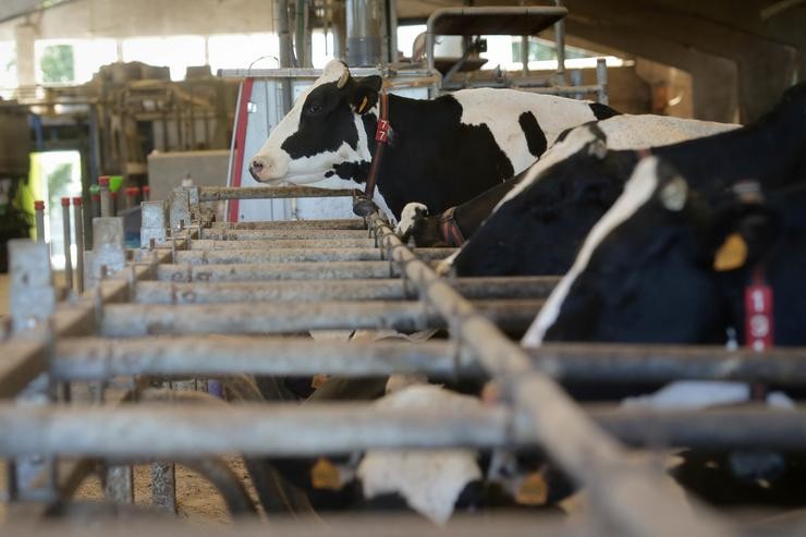 Arquivo - Vacas dunha gandaría de lácteo en Sabadelle, a 7 de agosto de 2023, en Chantada, Lugo, Galicia.. Carlos Castro - Europa Press - Arquivo / Europa Press