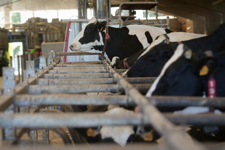 Vacas dunha gandaría de lácteo en Sabadelle 