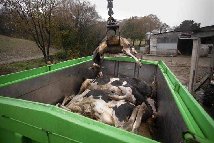 Un camión mete nun colector a unha vaca morta, nunha gandaría de lácteo na parroquia de Piñeiro. Carlos Castro - Europa Press - Arquivo 