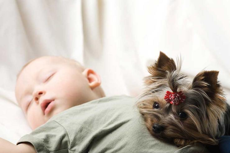 Bebés e cans / Arquivo