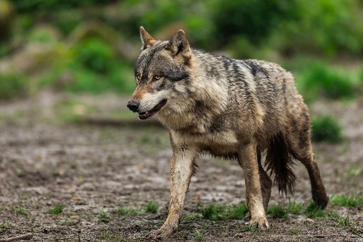 Arquivo - Unión de Unións pide ao MITECO a activación de reunións periódicas para expor a postura de España na protección do lobo ante a proposta da Comisión Europea de rebaixala.. AB PHOTOGRAPHY - Arquivo 