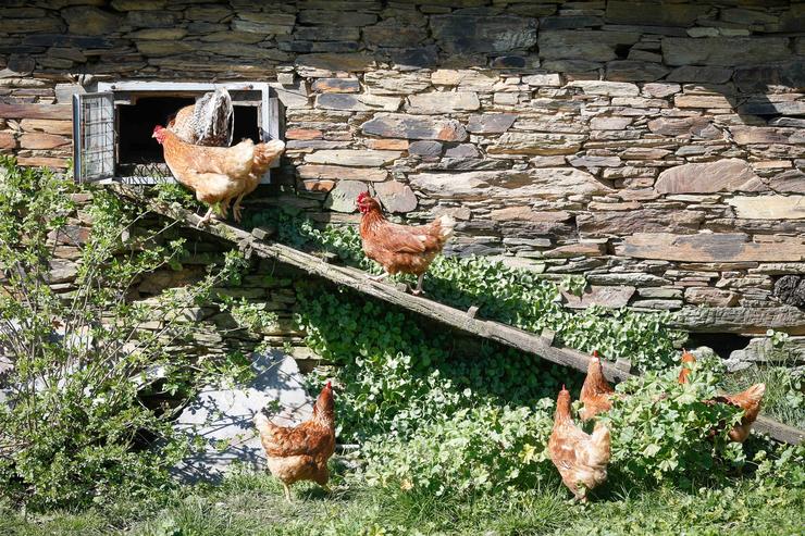 Varias galiñas nun curral, a 6 de marzo de 2024, en Bóveda, Lugo, Galicia.. Carlos Castro - Europa Press 