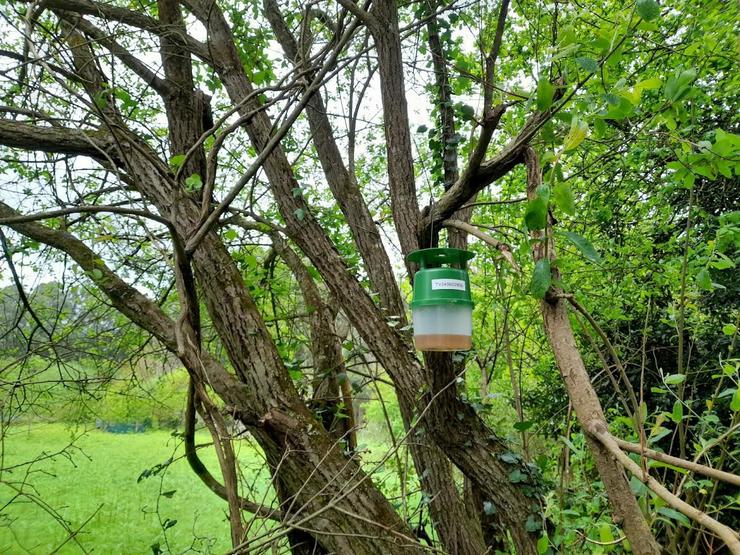 Trampas geolocalizadas contra as velutinas. XUNTA DE GALICIA 