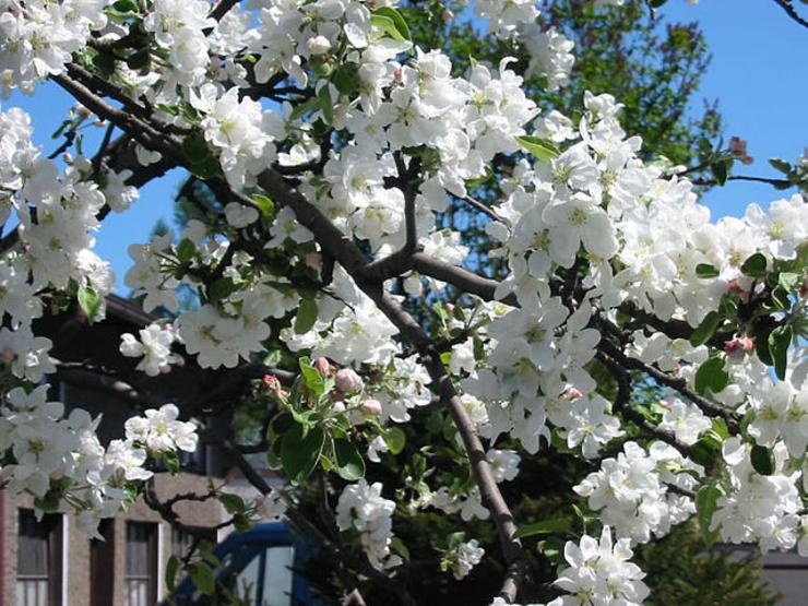 Maceira en flor / Wikipedia