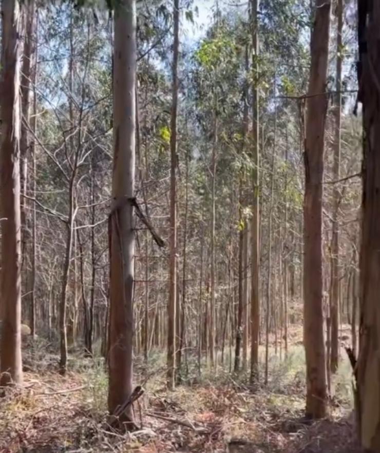 Eucaliptos na finca de Sandra e Jose / Instagram @nosa_granxa