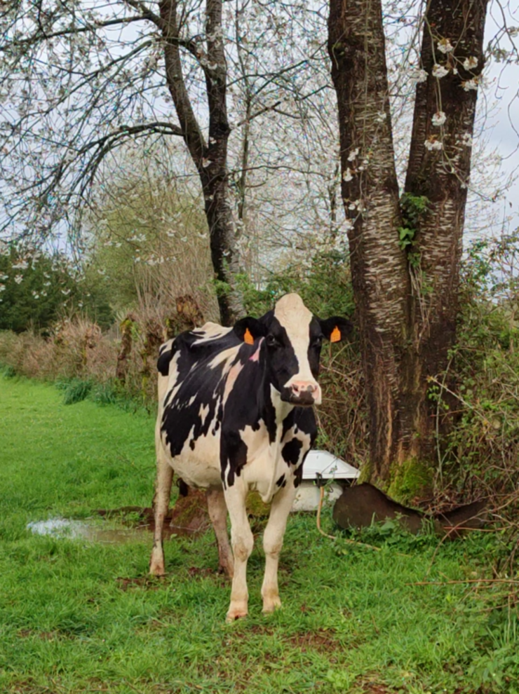 Unha das vacas da familia Cea