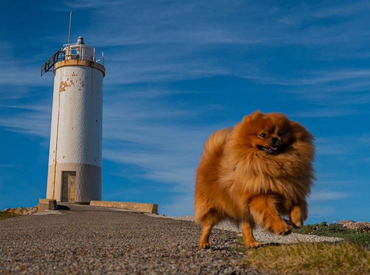 Odie nunha viaxe cos seus 'papis' ao Faro Roncudo, en Ponteceso 