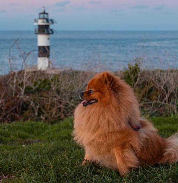 Odie nunha viaxe cos seus 'papis' ao Faro de Isla Pancha, en Ribadeo 