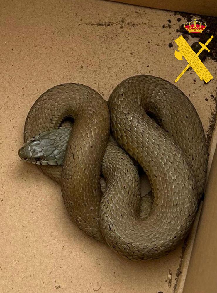 Imaxe da serpe atopada.. GARDA CIVIL / Europa Press