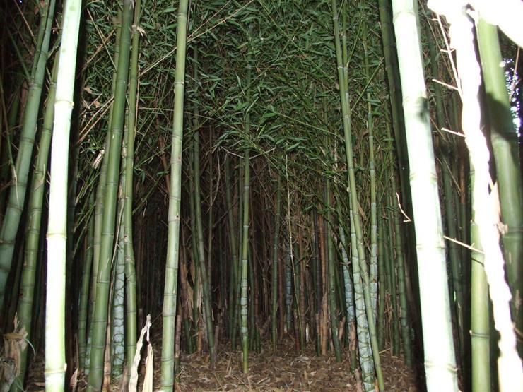 Masas de bambú no río Barosa, no concello de Barro / Cedida - Antón Lois