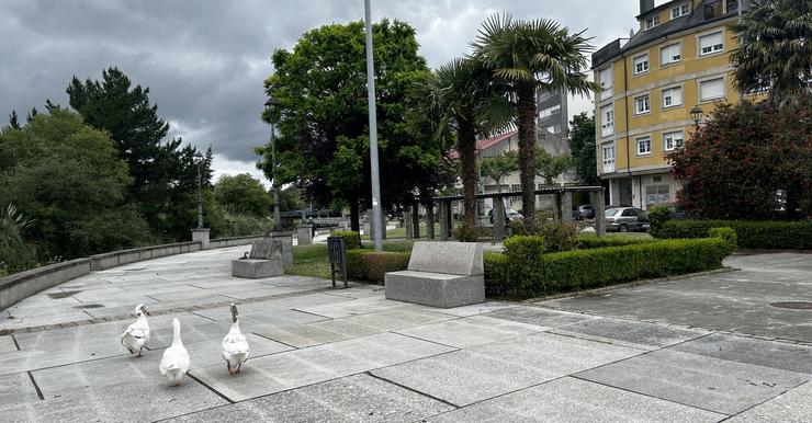 Ocas que atacan aos veciños en Betanzos (A Coruña).. CONCELLO DE BETANZOS