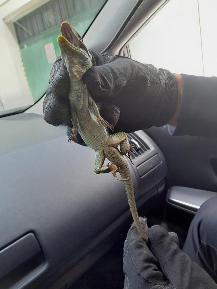 Lagarto ocelado localizado en Lugo / POLICÍA LOCAL DE LUGO