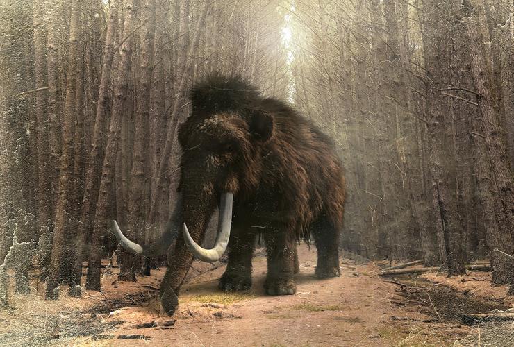 Mamut / Commons