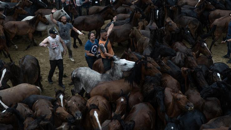 Os aloteiros achéganse aos cabalos no castro durante a Rapa das Bestas 2022, a 3 de xullo de 2022, en Sabucedo / Gustavo de la Paz - Arquivo