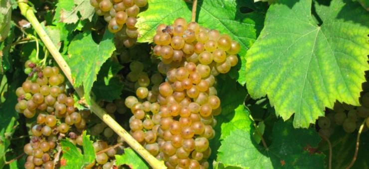 Uva branca "Ratiño galega" / Galicia en viños - Arquivo