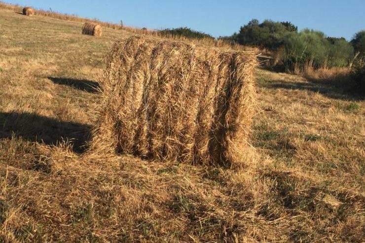 Rolo de herba, silo / Campo galego - Arquivo