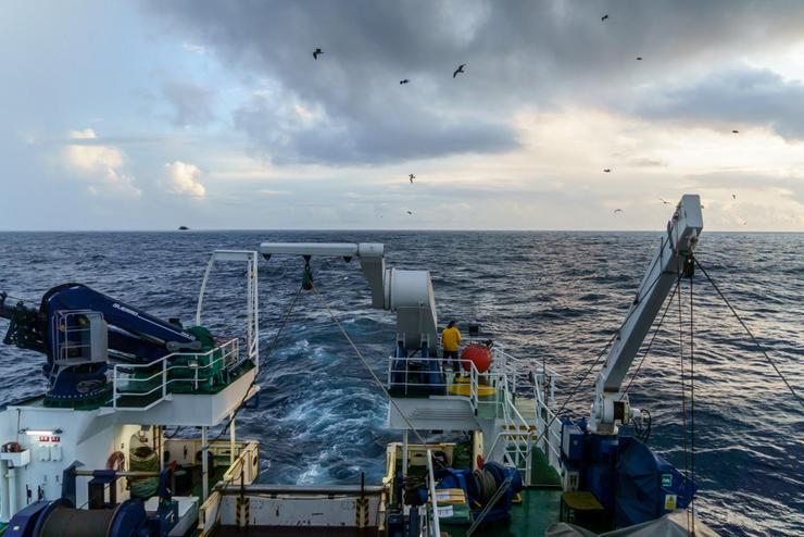 Arquivo - Científicos do IEO observan unha ave antártica en augas do Atlántico Norte. FRANCISCO BALDÓ - Arquivo / Europa Press