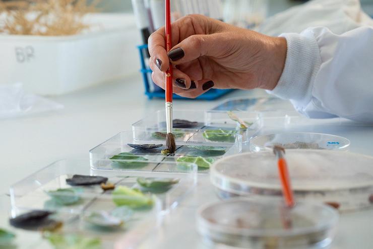 Laboratorio do CSIC 
