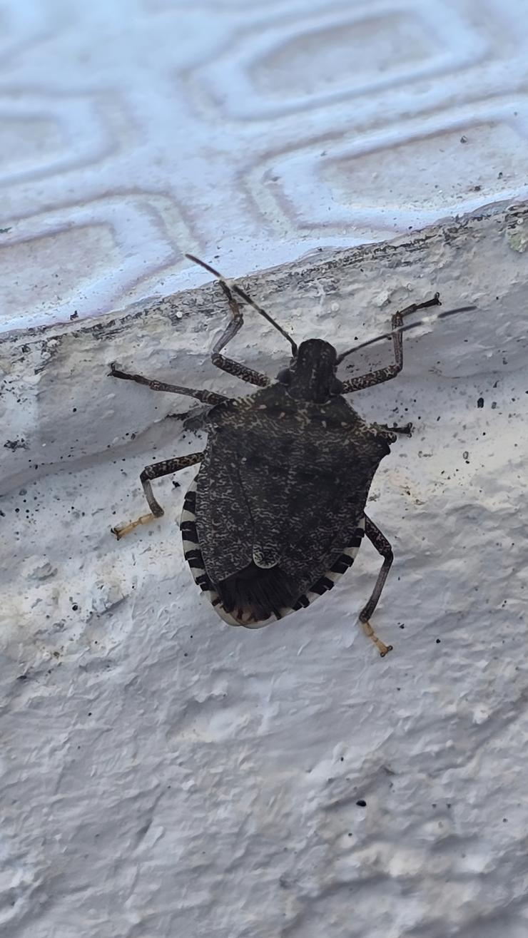 Chincha marrón fedorenta ('Halyomorpha halys') 