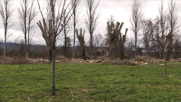 Poda masiva en zona protexida ZEPA de Xunqueira de Ambía. O MEL denuncia Arboricidio / Movemento Ecoloxista da Limia