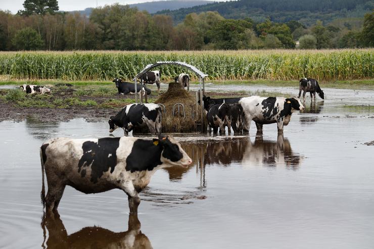 Vacas nun pasto alagado polo desbordamento do río Anllo, a 9 de outubro de 2024, en Goá, Vilalba / Carlos Castro - Arquivo