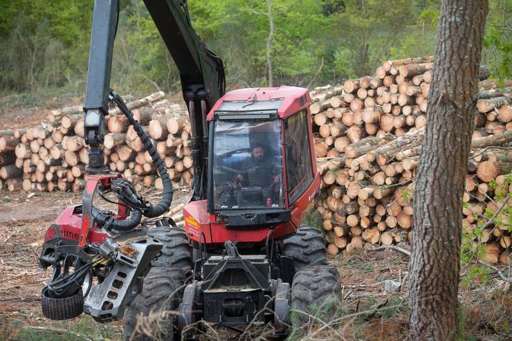 Un tractor dunha empresa de madeira curta os piñeiros tras a talla en Vilacampa, Ferreira do Valadouro, a 22 de abril de 2021, en Lugo / Carlos Castro - Arquivo